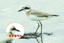 큰왕눈물떼새 - 남해시대 큰왕눈물떼새