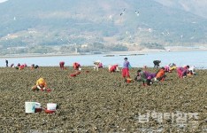 이어어촌체험마을 굴 채취 체험행사 개최 - 남해시대 이어어촌체험마을 굴 채취 체험행사 개최