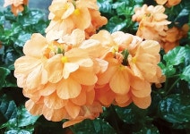 크로산드라 - 남해시대 크로산드라
