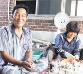 미네랄농법으로 마늘소득 30%증대 `거뜬` - 남해시대 미네랄농법으로 마늘소득 30%증대 `거뜬`
