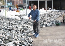 미조항, 고등어로 뒤덮였다 - 남해시대 미조항, 고등어로 뒤덮였다