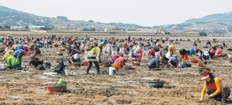동산마을 표, 자연산 조개 최고! - 남해시대 동산마을 표, 자연산 조개 최고!