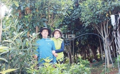 황칠나무는 우리 인생의 황금나무입니다 - 남해시대 황칠나무는 우리 인생의 황금나무입니다