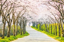 벚꽃 - 남해시대 벚꽃