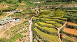 조정수 다랭이논보존회장, 다랭이논을 다시 일으키다 - 남해시대 조정수 다랭이논보존회장, 다랭이논을 다시 일으키다