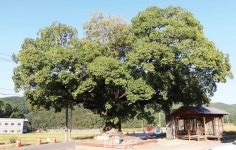 삼동면 시문마을 팽나무 할아버지 만나다 - 남해시대 삼동면 시문마을 팽나무 할아버지 만나다