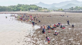 남해읍 동산마을, 바지락 개방 체험객 북적 - 남해시대 남해읍 동산마을, 바지락 개방 체험객 북적