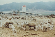 축산연구사진 < 역사관 < 기관소개 < 국립축산과학원
