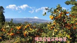 에코감귤교육농장 | 농사로 에코감귤교육농장