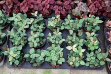 줄리아 페페로미아 | 농사로 줄리아 페페로미아