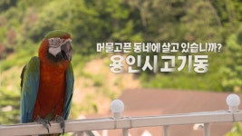 OBS Mobile [전설의 인생③] 최성수 