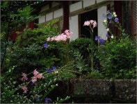 8월에는 한송이 들꽃같은 연인을 만나세요~~~^*^.... | 네이트 판