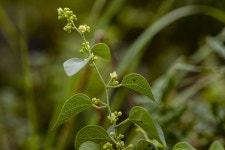 댕댕이덩굴 - 제주도 야생화 - 오름나들이