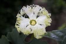 하늘타리 - 제주도 야생화 - 오름나들이