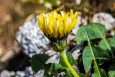 좀민들레 - 제주도 야생화 - 오름나들이