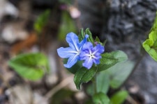 반디지치 - 제주도 야생화 - 오름나들이