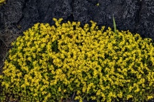 땅채송화 - 제주도 야생화 - 오름나들이