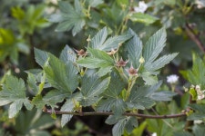 거문딸기 - 제주도 야생화 - 오름나들이