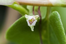 닭의덩굴 - 제주도 야생화 - 오름나들이