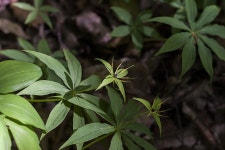 삿갓나물 - 제주도 야생화 - 오름나들이