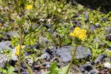 서양민들레 - 제주도 야생화 - 오름나들이