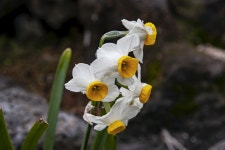 수선화 - 제주도 야생화 - 오름나들이