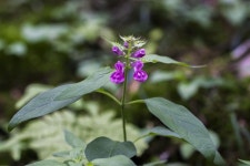 꽃며느리밥풀 - 제주도 야생화 - 오름나들이
