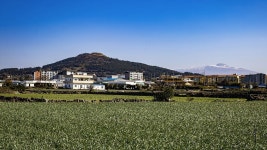 11코스 : 모슬포 - 무릉 올레 - 나홀로 걷는 올레 앨범 - 오름나들이