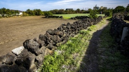 20코스 : 김녕 - 하도 올레 - 나홀로 걷는 올레 앨범 - 오름나들이