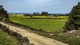 21코스 : 하도 - 종달 올레 - 나홀로 걷는 올레 앨범 - 오름나들이