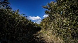 4코스 : 표선 - 남원올레 - 나홀로 걷는 올레 앨범 - 오름나들이