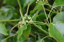 녹나무 - 제주의 나무꽃 - 오름나들이