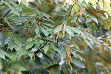 개가시나무 - 제주의 나무꽃 - 오름나들이