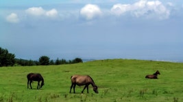 초록(草綠) 속을 달리는 산록도로(山麓道路) - 제주도여행 - 오름나들이