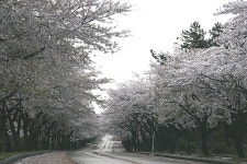 벚꽃길 - 요즘 제주 - 오름나들이