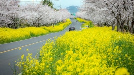 요즘 녹산로 풍경 - 요즘 제주 - 오름나들이