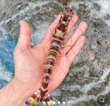 오도리 이색히는... | 선옵토론실 | 선물옵션 - 팍스넷 증권포털