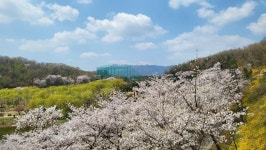 벚꽃,, 2 | 선옵토론실 | 선물옵션 - 팍스넷 증권포털