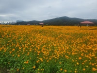 승승이의 양자 다이소 일지2.광팔님따라하기계좌 | 데이트레이딩 | 커뮤니티 - 팍스넷 증권포털