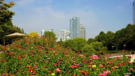 양재천의 가을(2) | 사진게시판 | 커뮤니티 - 팍스넷 증권포털