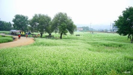 미리보는 이효석문화제 | 사진게시판 | 커뮤니티 - 팍스넷 증권포털