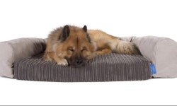 Flipboard의 Retail: pets