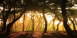 흥덕왕릉에 내리는 빛내림 1 - 캐논 Talk흥덕왕릉에 내리는 빛내림 1