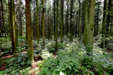 [X-T1] 제주 사려니 숲에서[X-T1] 제주 사려니 숲에서 - 팝코넷 | 팝게&톡 이슈게시판