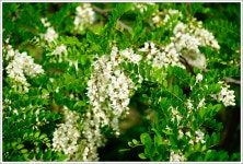 아카시아꽃 - 소니 Talk아카시아꽃