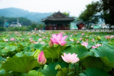 경북 청도 유등(연)지의 연꽃......  - 소니 Talk경북 청도 유등(연)지의 연꽃......