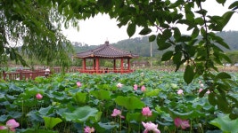 [V20] 연화지 - 모바일 Talk [V20] 연화지