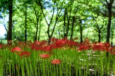 공원의 꽃무릇 - 팝코넷 | 포토 갤러리공원의 꽃무릇