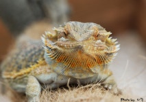 [NX1-50150s,60mm] 함평 양서파충류 생태공원 - 삼성 Talk [NX1-50150s,60mm] 함평 양서파충류 생태공원