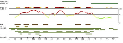 DRD1 - Antibodies - The Human Protein Atlas